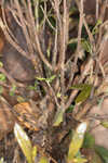 Florida calamint